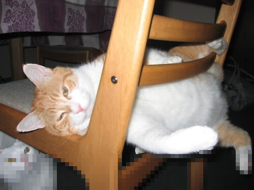 爱游戏官网-“彼得森的战术智慧，成就南非羚羊队攻守平衡”  第1张