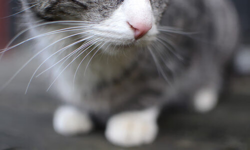 爱游戏体育平台-佛罗伦萨三前锋配合打出精彩攻势，佛罗伦萨阵型  第2张