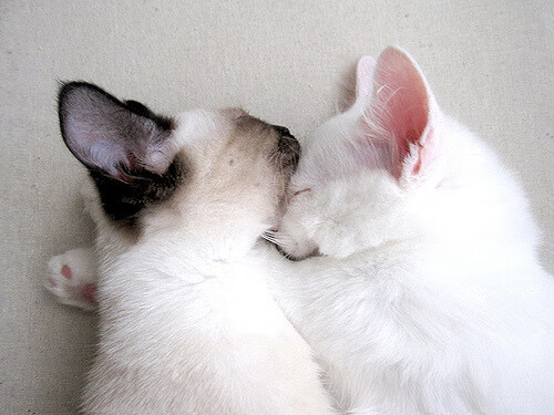 爱游戏电竞-波兰队在国际乒联混合团体世界杯中的表现总结与反思,波兰乒乓球公开赛 第1张 爱游戏电竞-波兰队在国际乒联混合团体世界杯中的表现总结与反思,波兰乒乓球公开赛 第1张